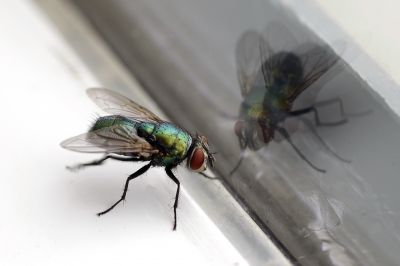 Fly Pest Control
