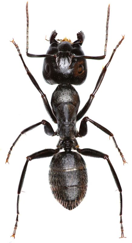Carpenter Ant Extermination