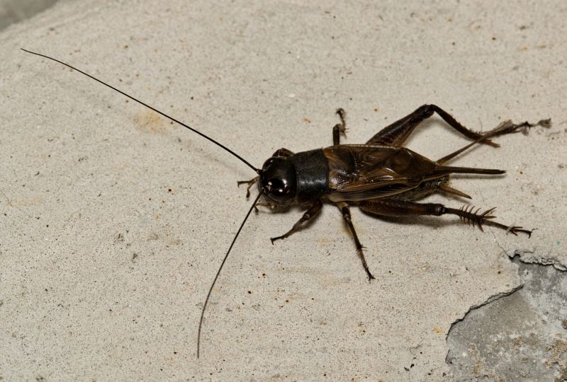Cricket Removal Service in Denton, TX