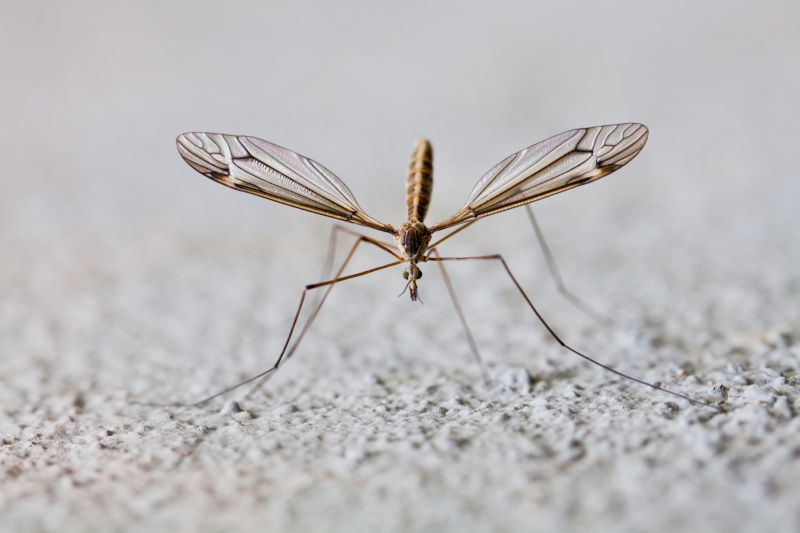 Fly And Mosquito Prevention Tips For Properties
