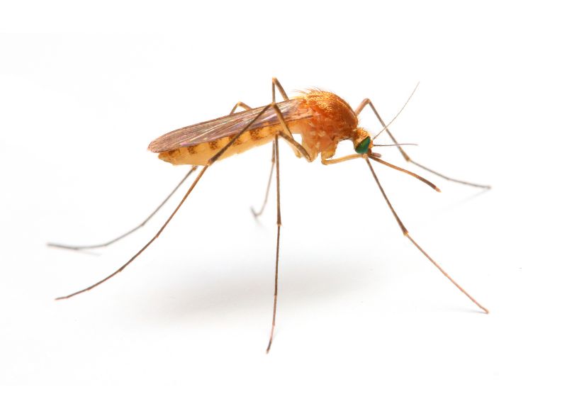 Fly And Mosquito Prevention Tips For Properties