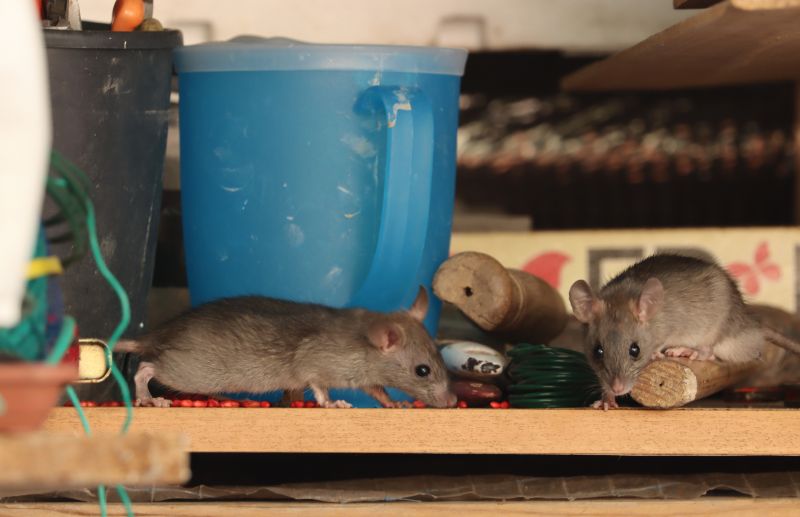 Rodents in Storage