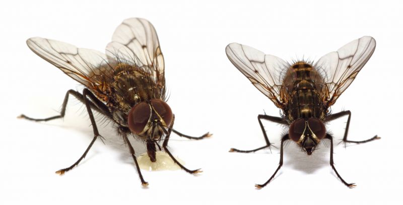 Spring Mosquito And Fly Control Solutions For Commercial Properties
